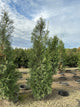 Thuja occidentalis 'Wintergreen'