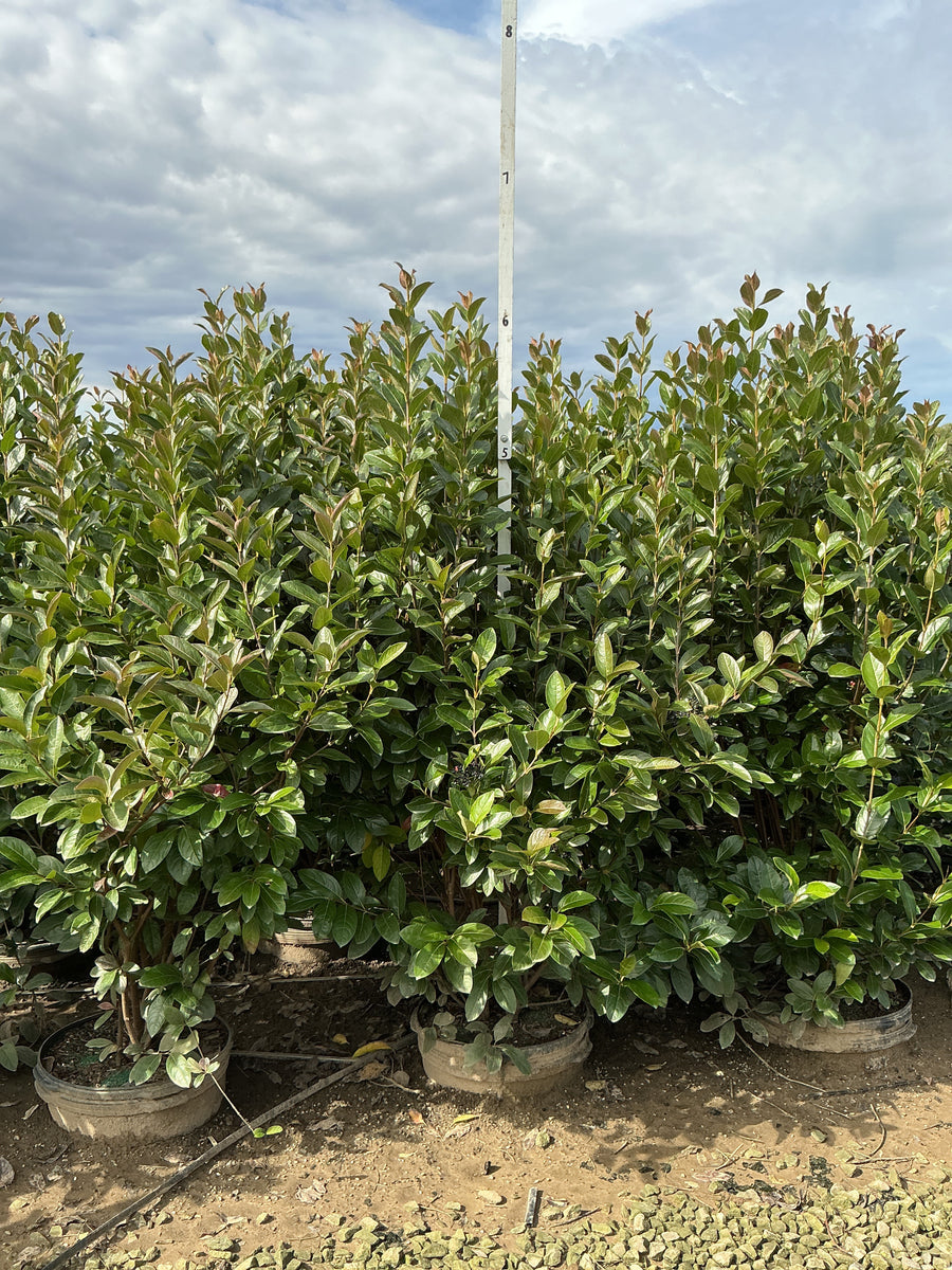 Viburnum nudum 'Winterthur'