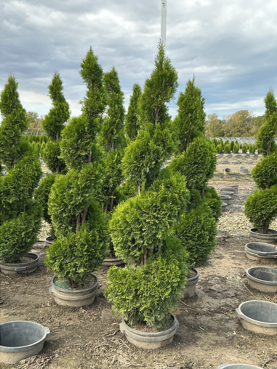 Thuja occidentalis 'Smaragd'