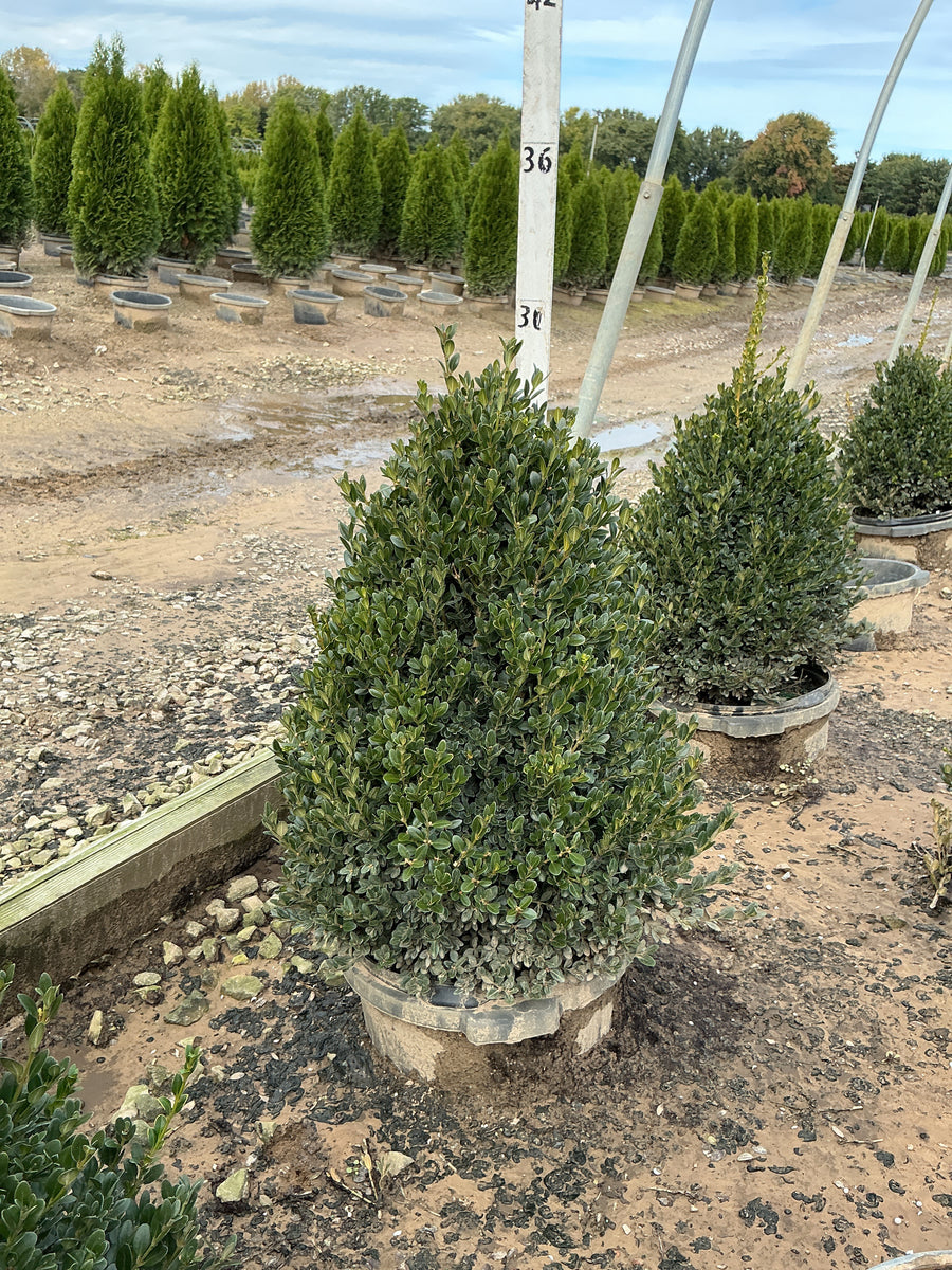 Buxus microphylla 'Green Mountain'
