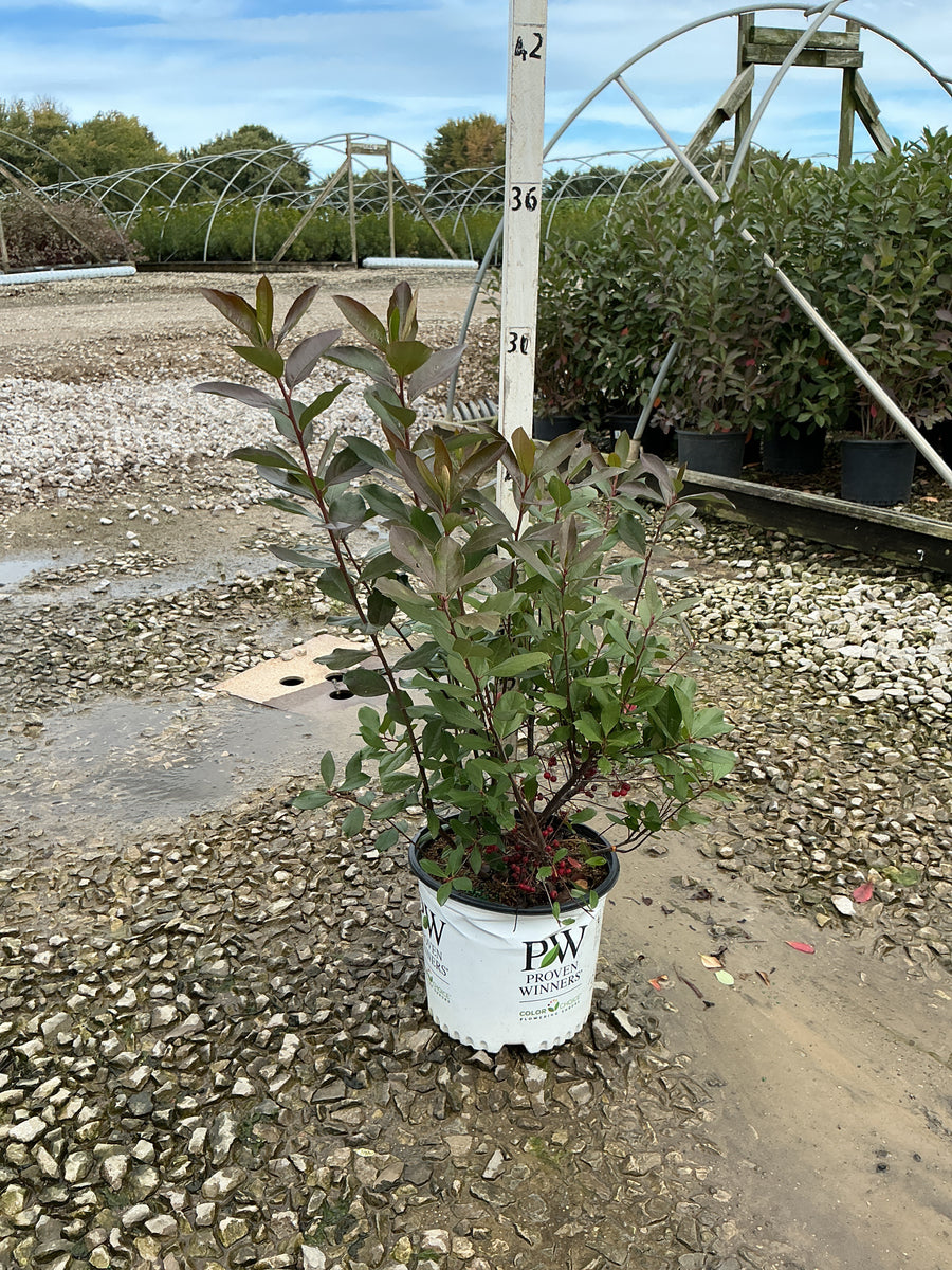 Aronia arbutifolia Berry Scape® (UCONNAA001)