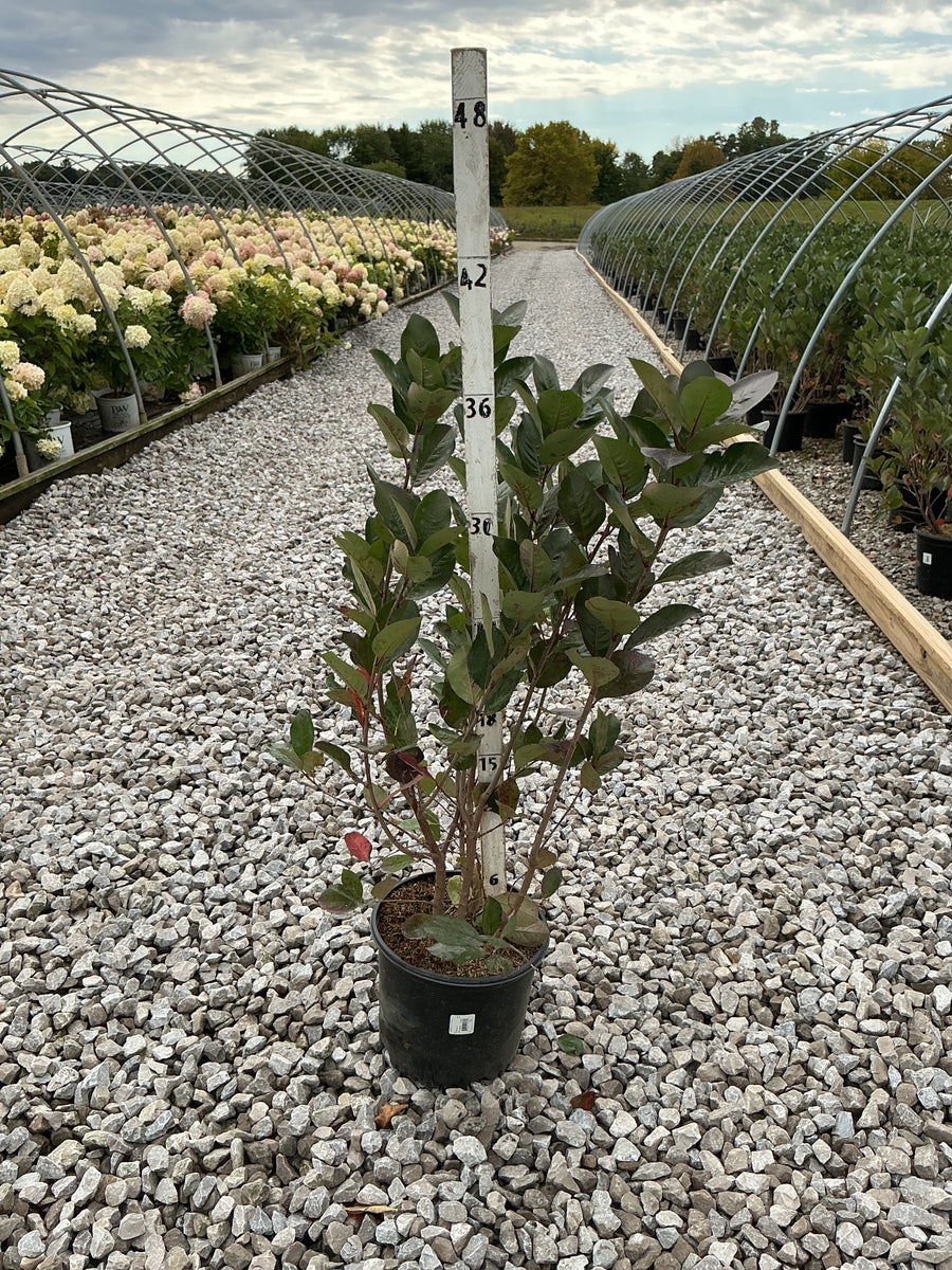 Aronia melanocarpa 'Viking'