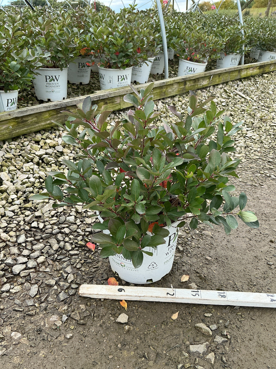 Aronia 'Low Scape Mound'