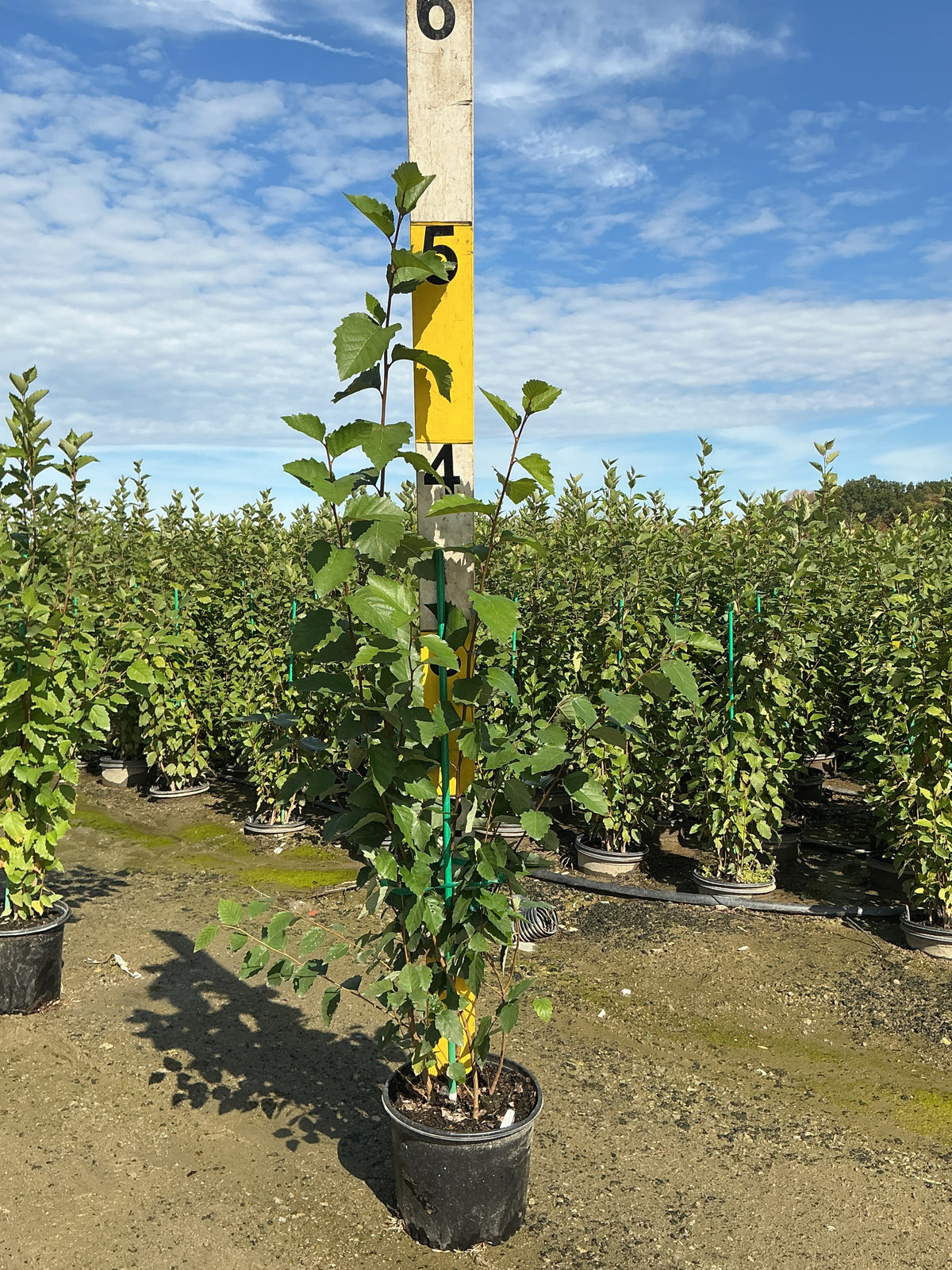 Betula nigra 'City Slicker'