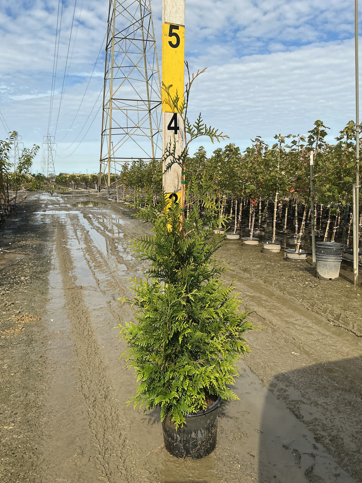 Thuja plicata 'Green Giant'