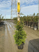Thuja plicata 'Green Giant'