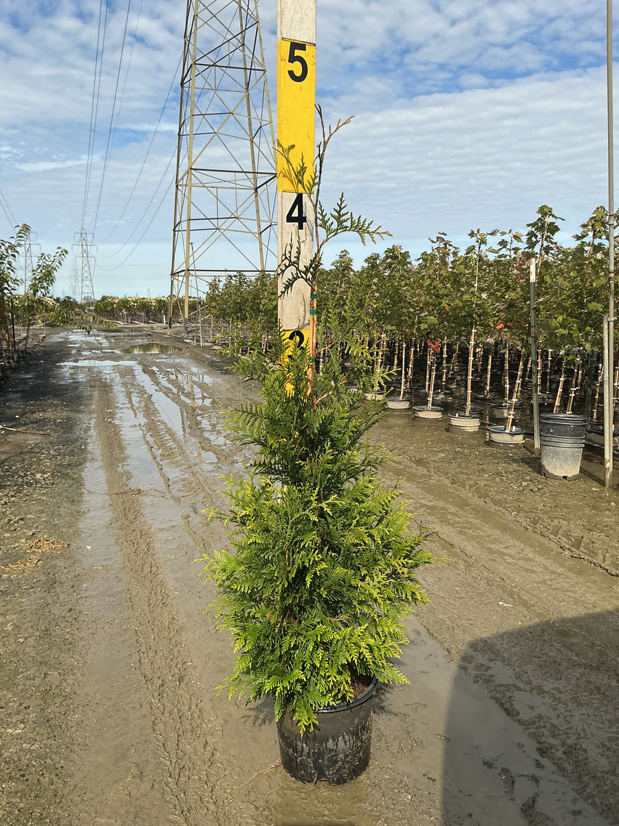 Thuja plicata 'Green Giant'