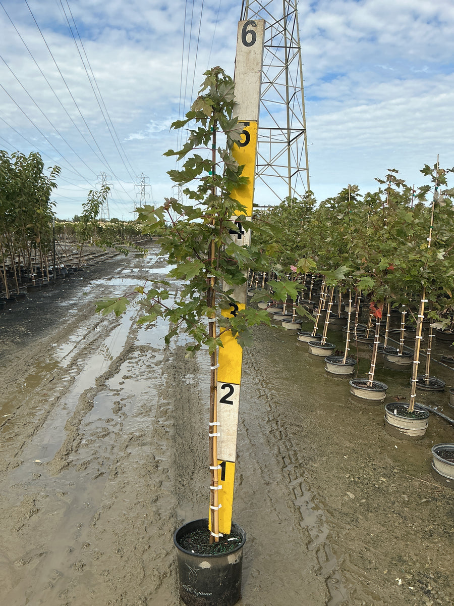Acer x freemanii 'Jeffersred' â€” G3 48