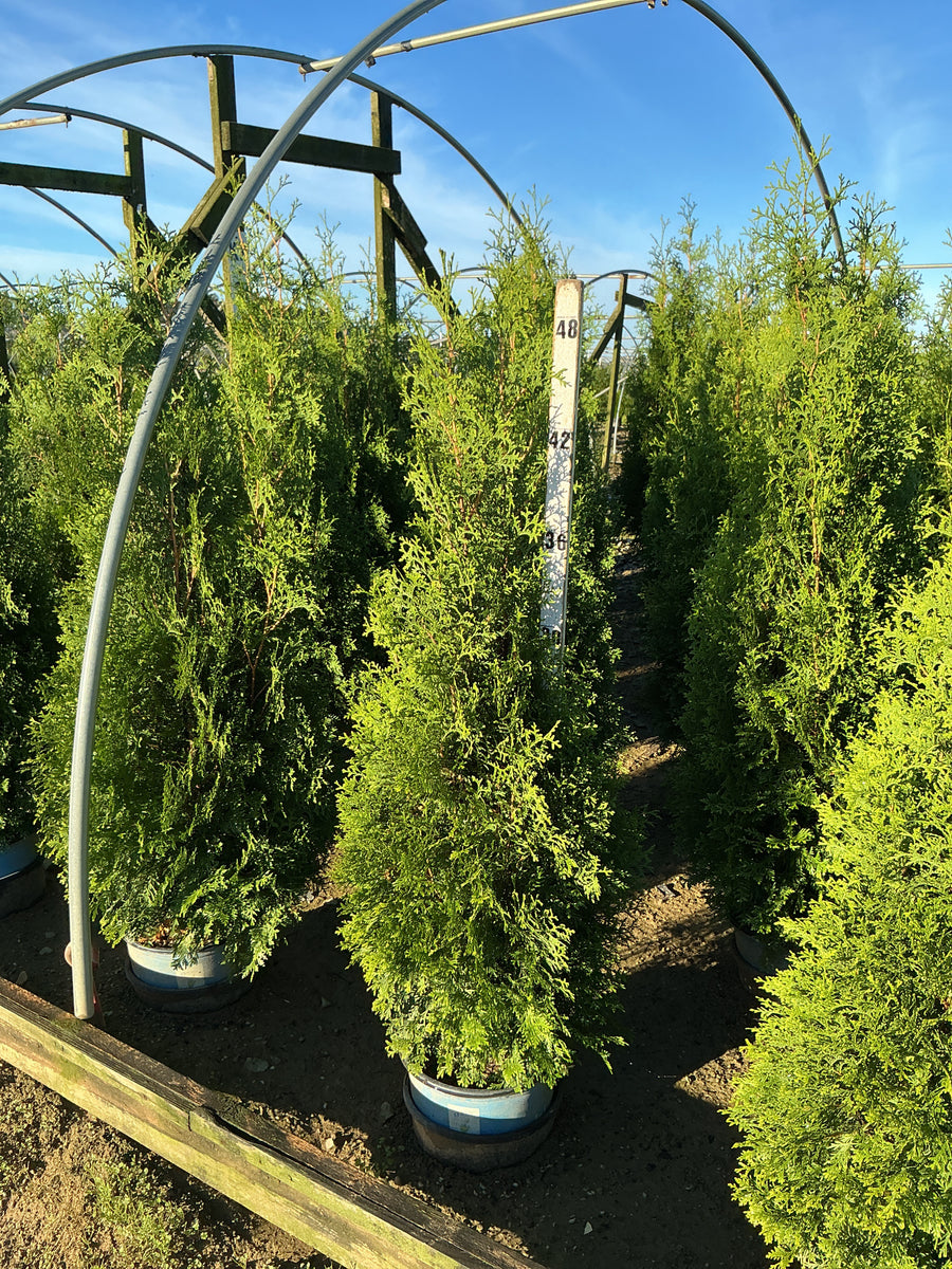 Thuja occidentalis Private Jet  'King of Brabant'