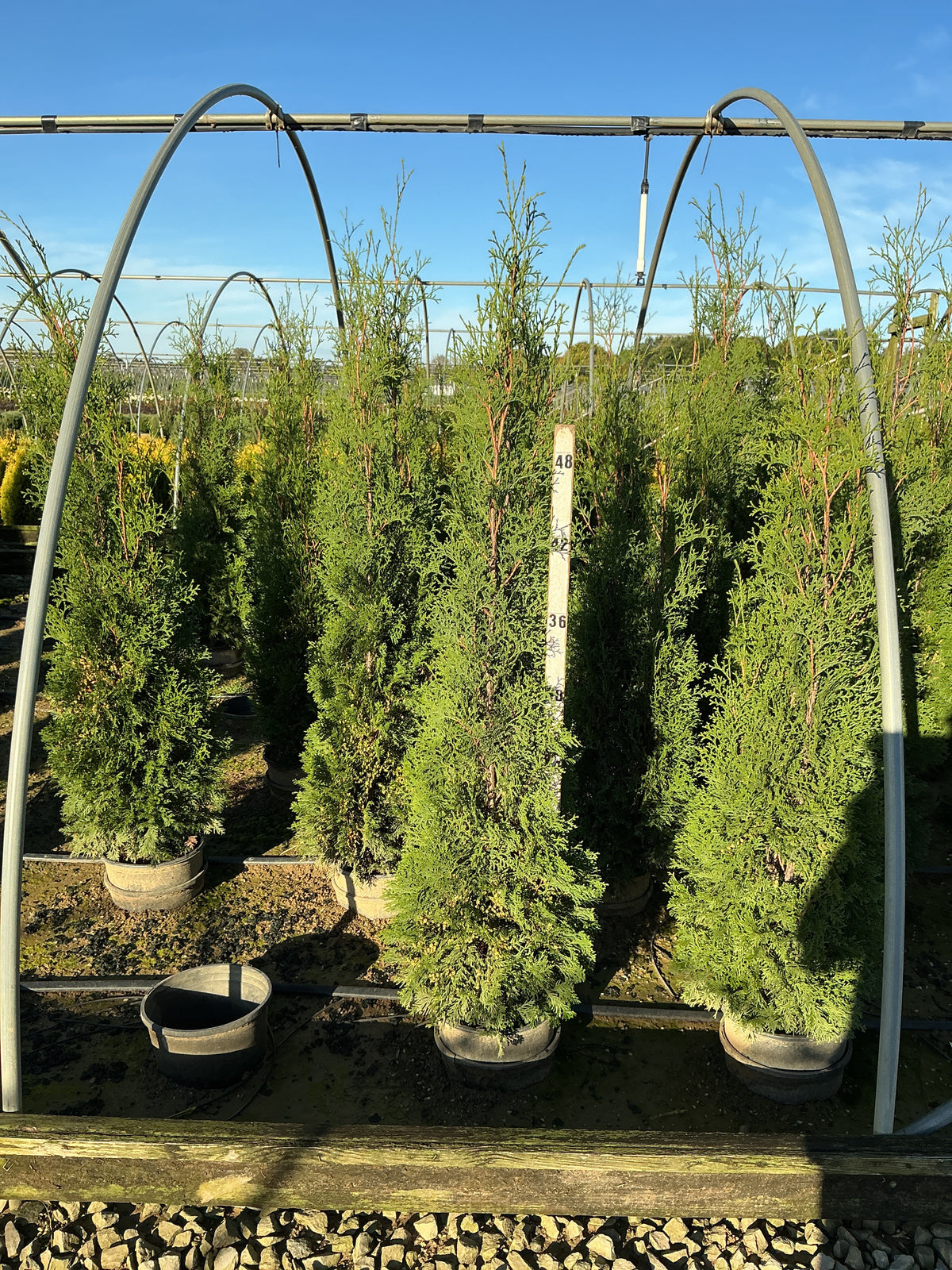 Thuja occidentalis 'Thin Man'