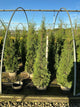 Thuja occidentalis 'Thin Man'