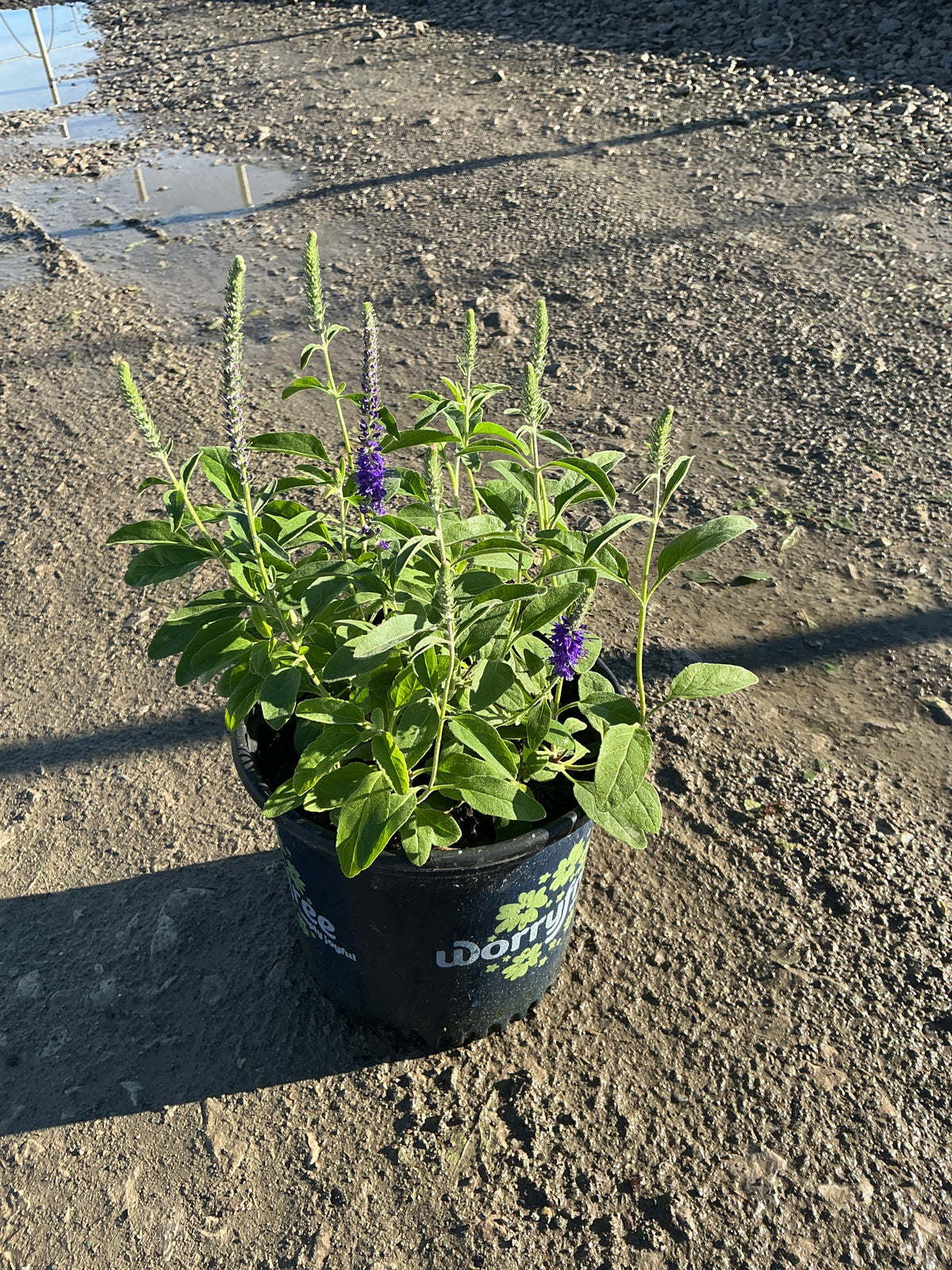 Veronica longifolia Misty Blues ('Balvermislu')