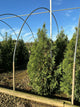 Thuja occidentalis 'Wintergreen'