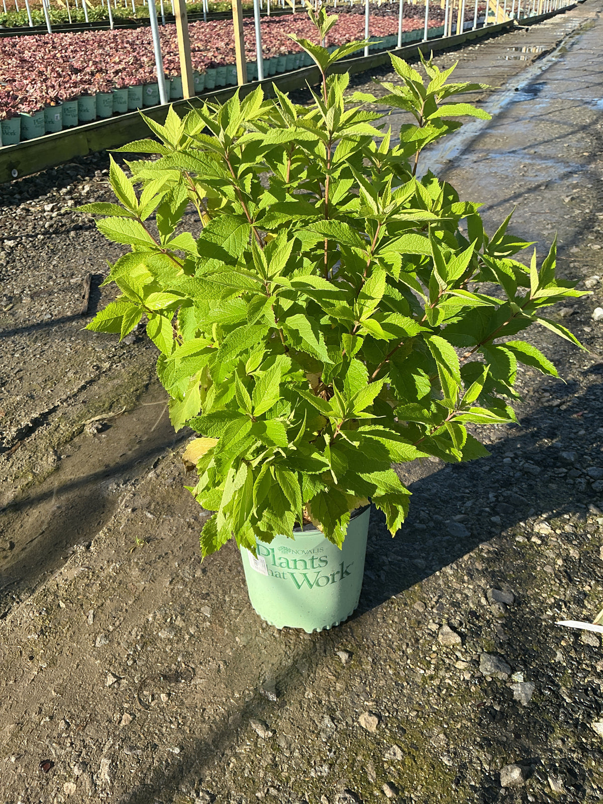 Eupatorium x 'Rosie Josie'