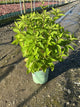 Eupatorium x 'Rosie Josie'