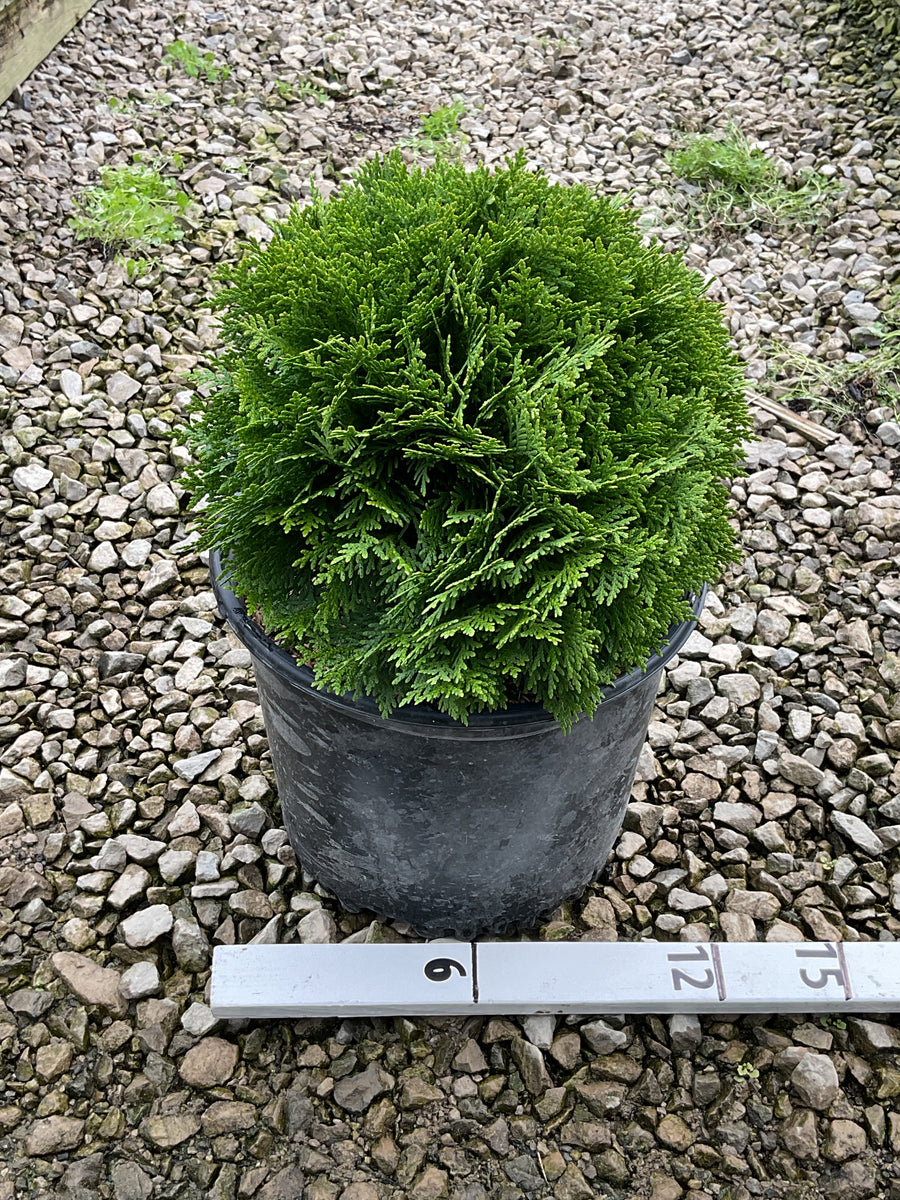 Thuja occidentalis 'Danica' — G3 12