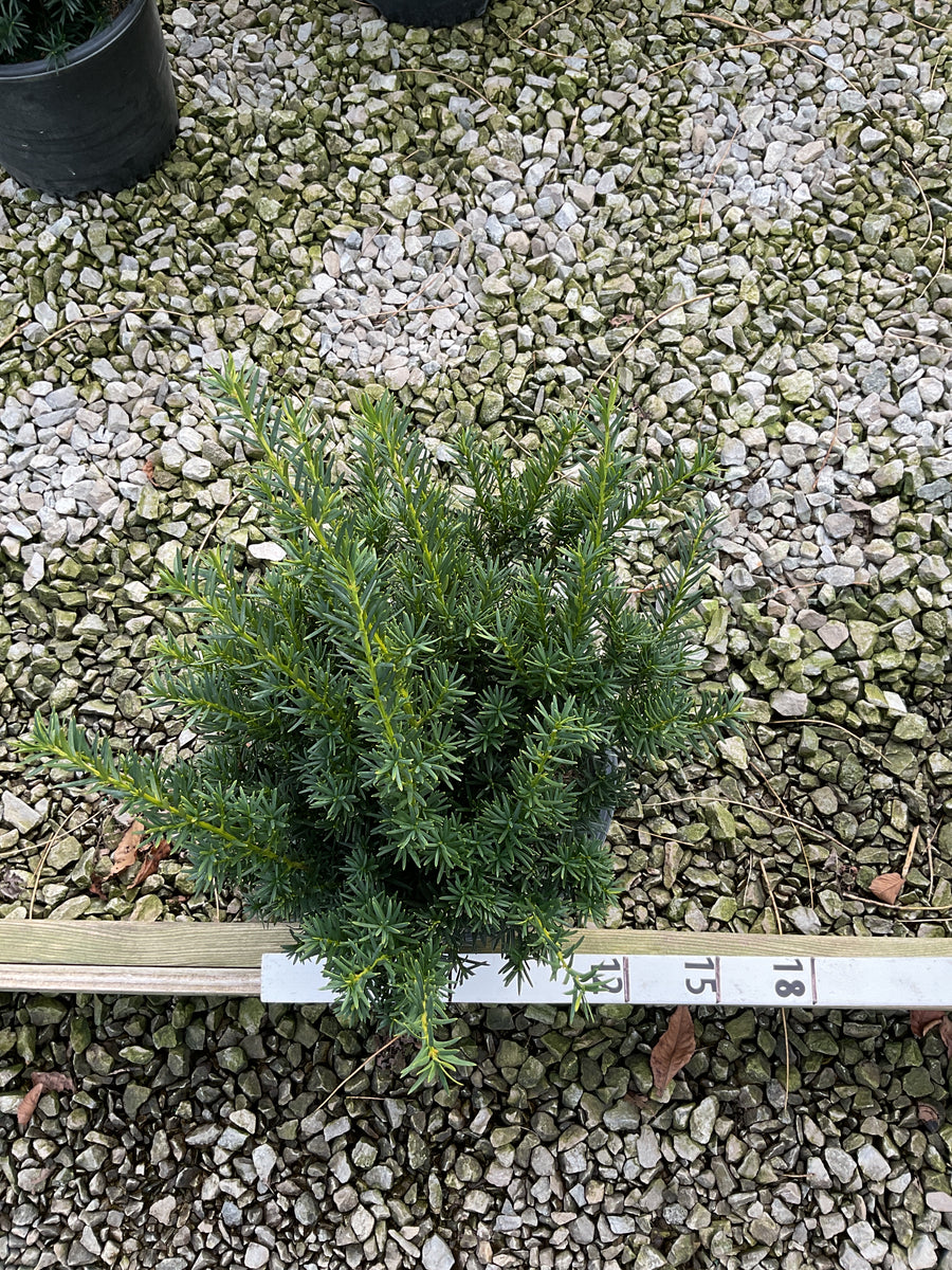 Taxus x media 'Densiformis' — G3 10-12