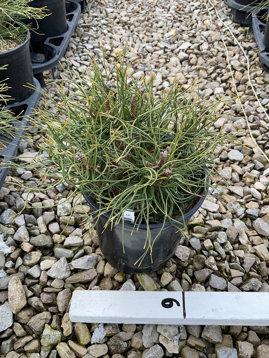 Pinus mugo 'Enci' — G1 12