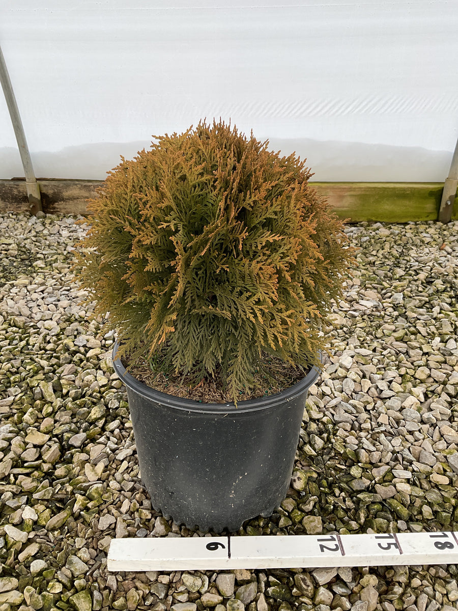 Thuja occidentalis 'Hetz Midget' — G3 10-12