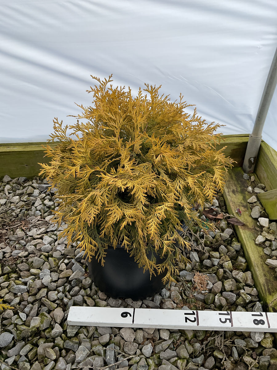 Thuja occidentalis 'Globosa Aurea' — G3 12