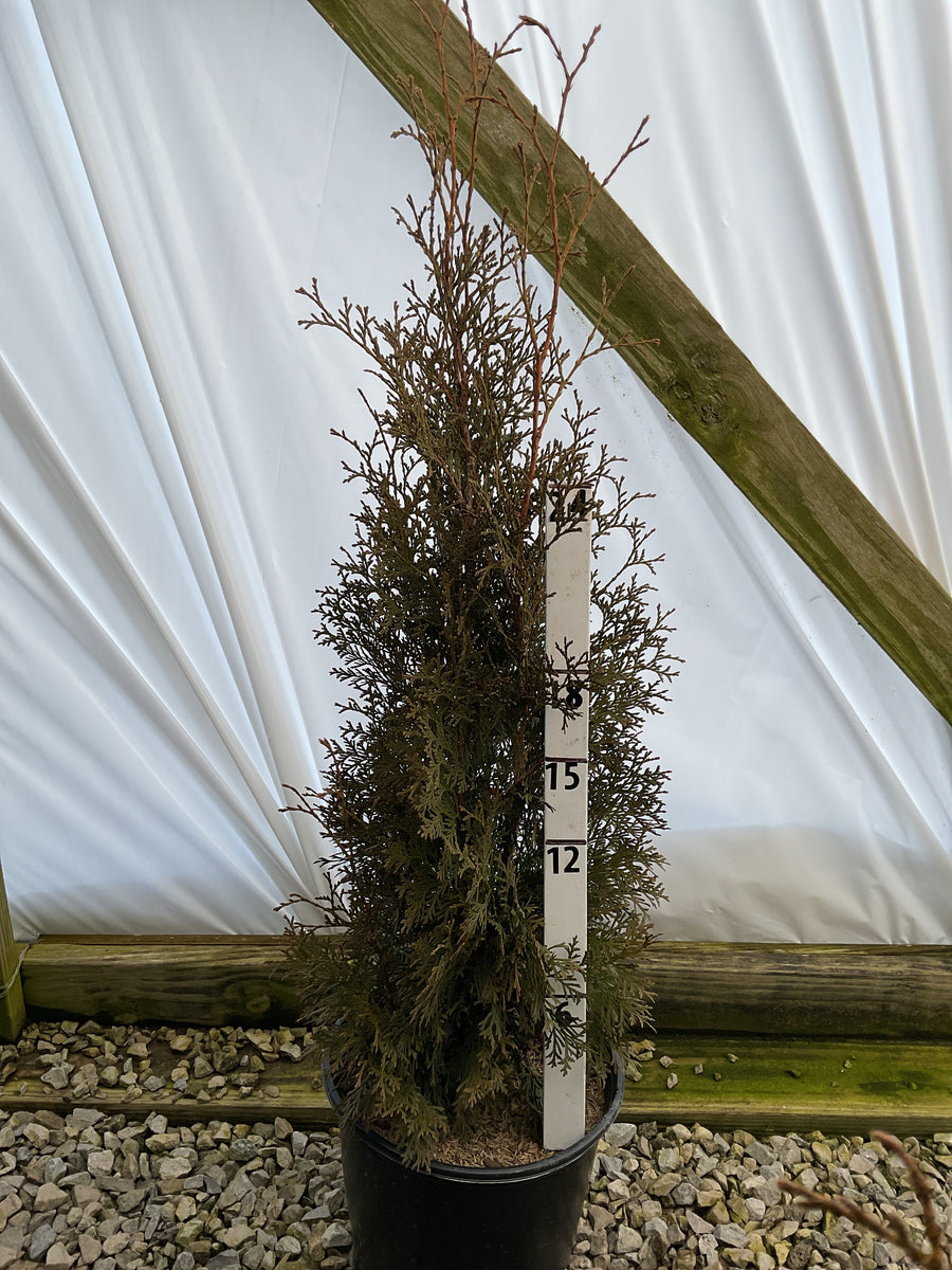 Thuja occidentalis 'Thin Man' — G3 48