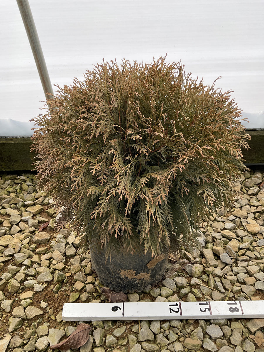 Thuja occidentalis 'Woodwardii' — G3 12