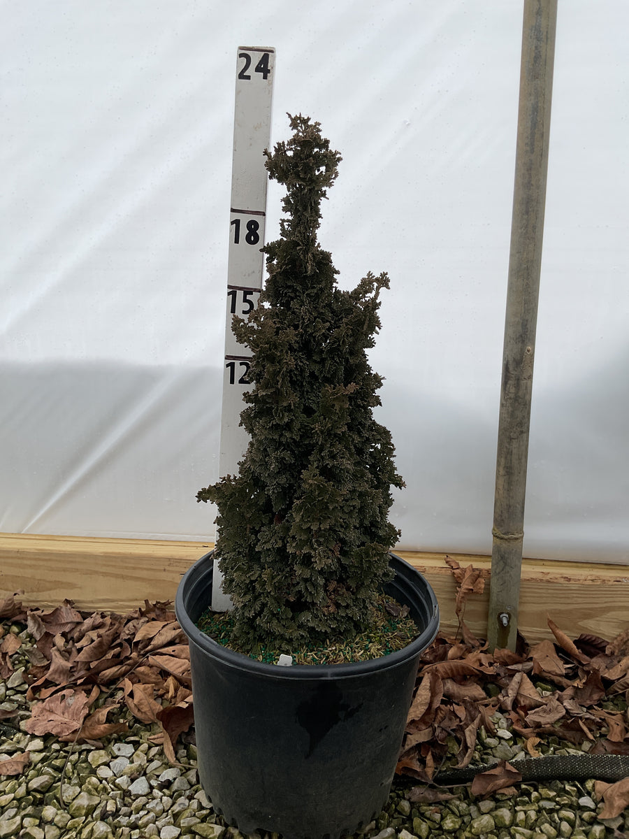 Thuja occidentalis 'Primo' — G3