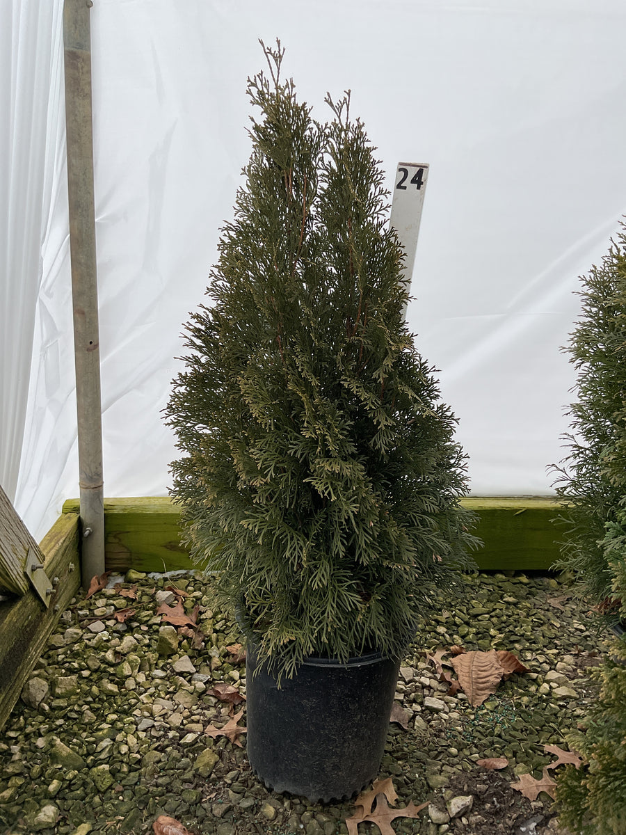Thuja occidentalis 'Smaragd' — G2 18