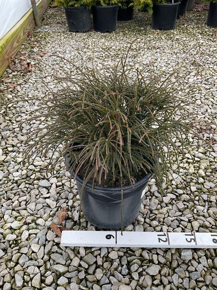 Thuja plicata 'Whipcord' — G2 10