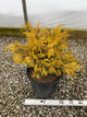 Chamaecyparis obtusa 'Crippsii'