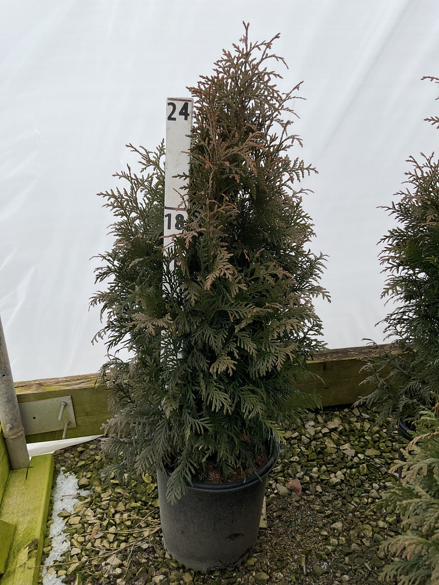 Thuja plicata 'Northern Spire'