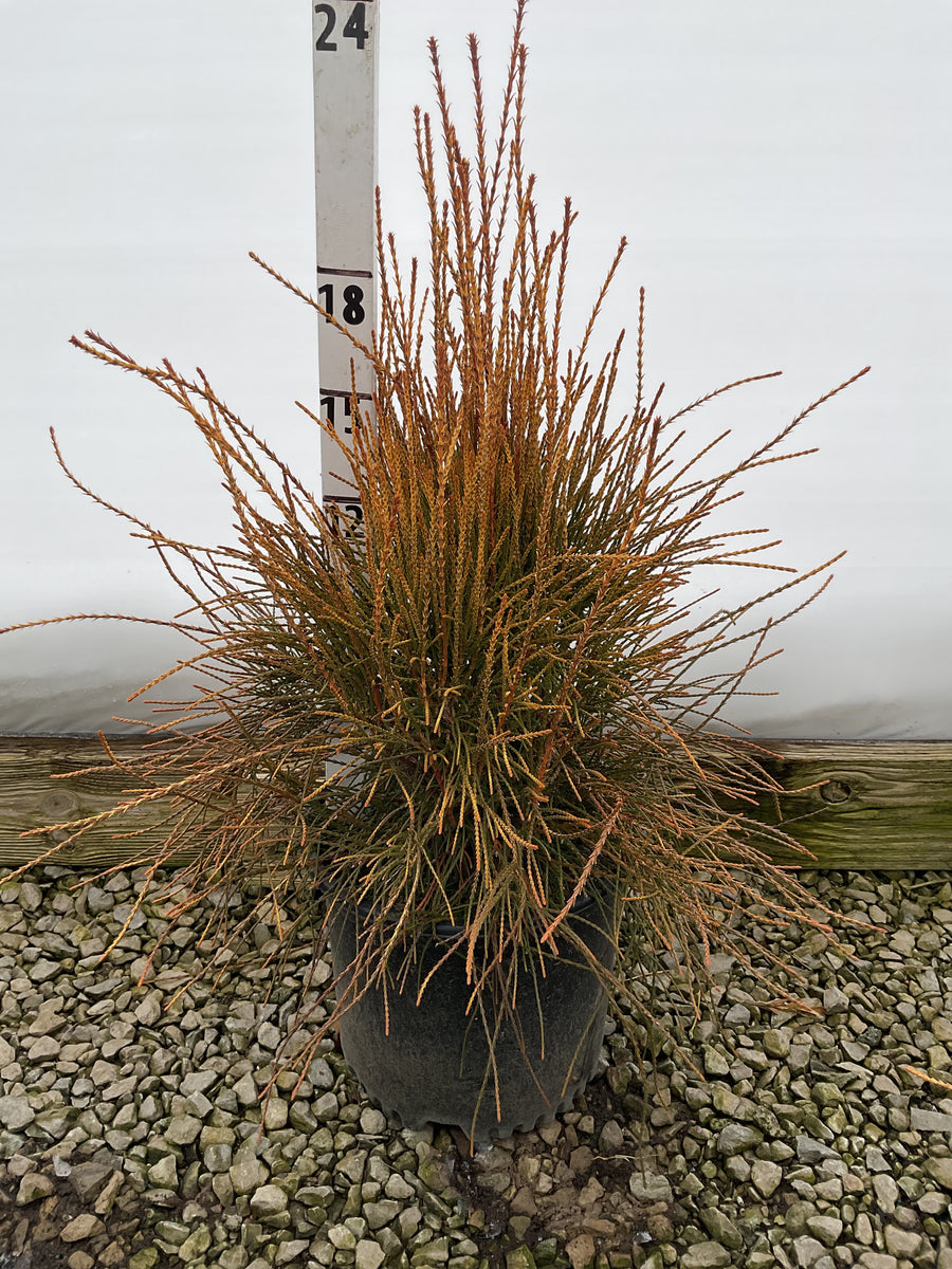 Thuja occidentalis 'Franky Boy' — G3 15