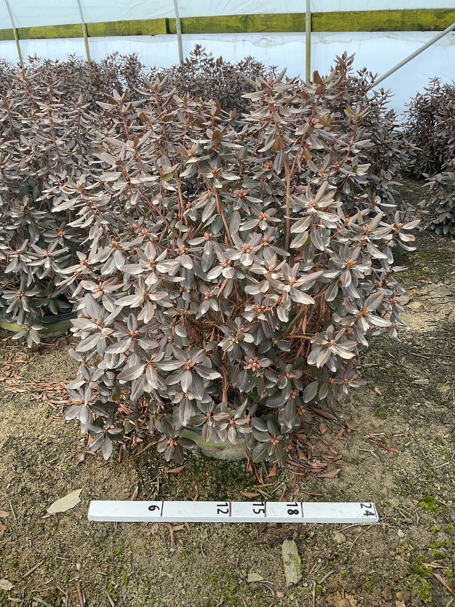 Rhododendron 'PJM Elite' — G5 24