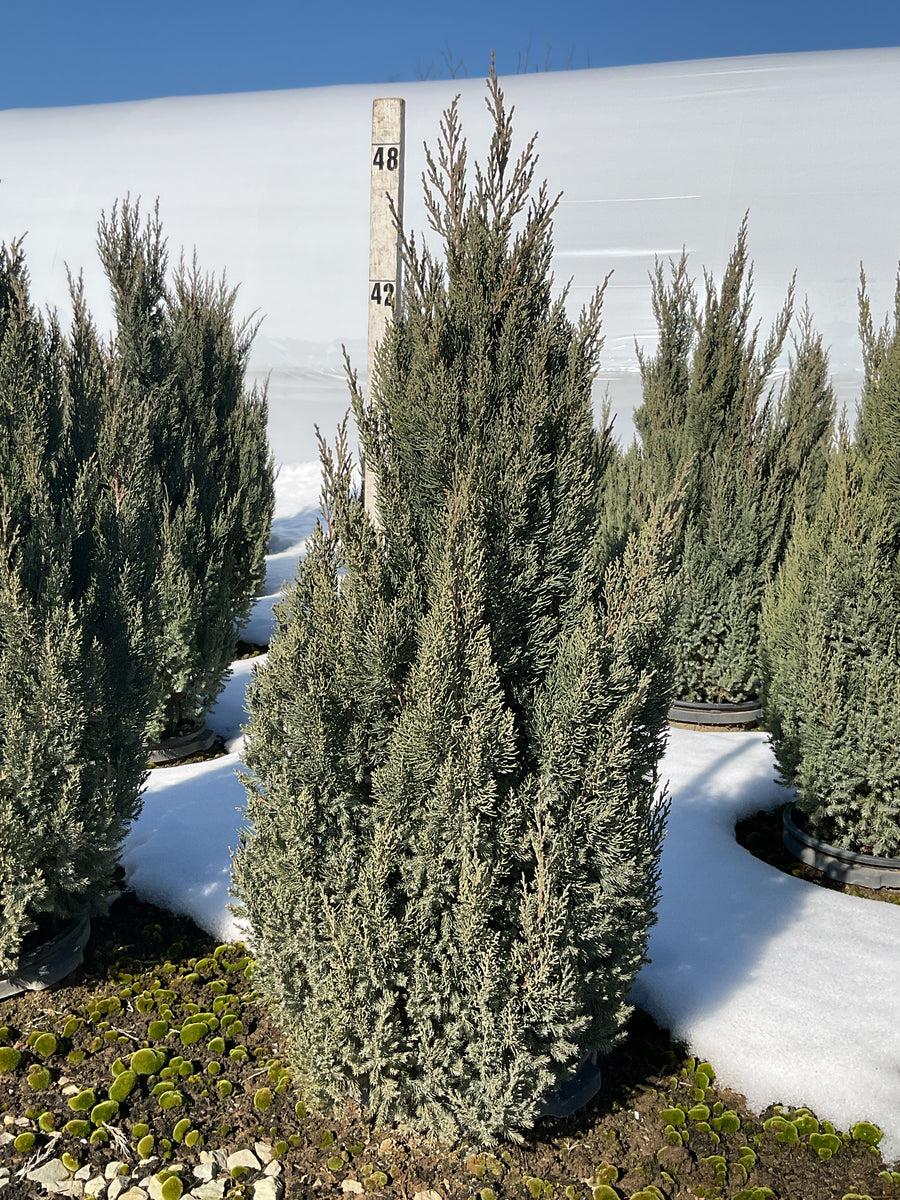 Juniperus chinensis 'Blue Point' — G7 42-48