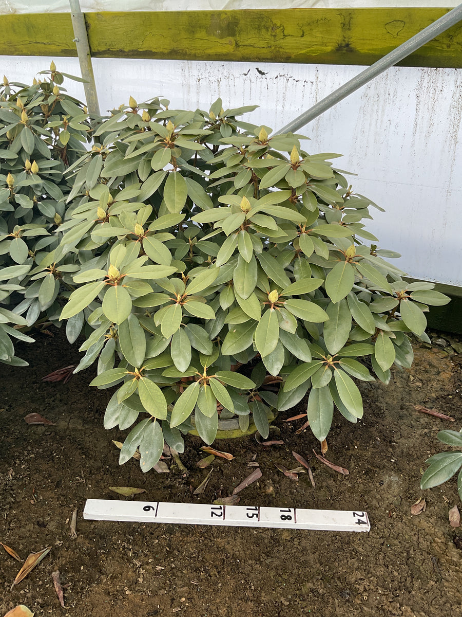 Rhododendron catawbiense 'Boursalt' — G5 18
