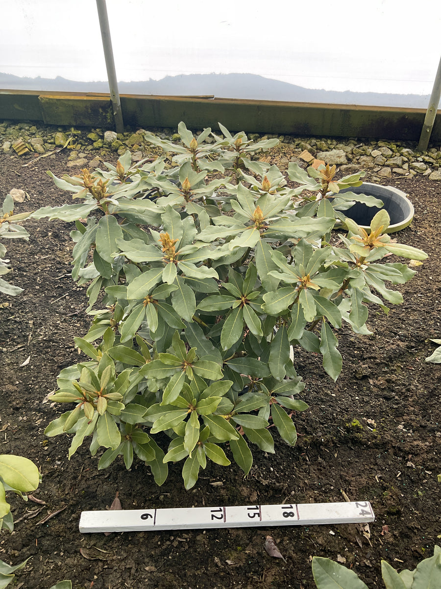 Rhododendron nova 'Nova Zembla' — G5 15-18