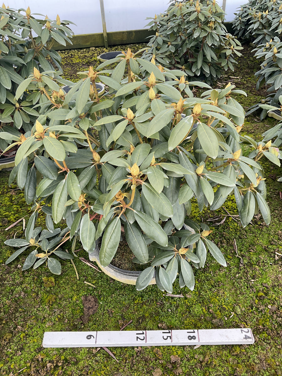 Rhododendron roseum 'Roseum Elegans' — G5 18