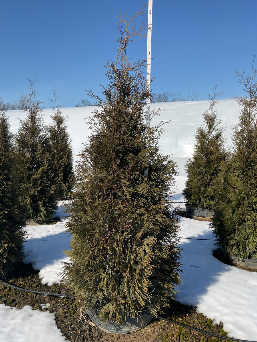 Thuja occidentalis 'American Pillar' — G25 80