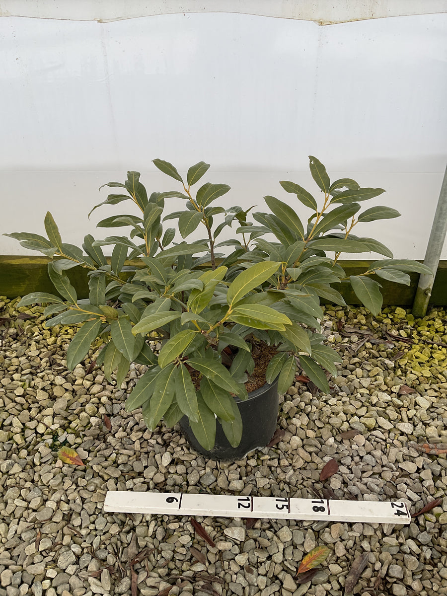 Prunus L 'Zimmerman' — G3