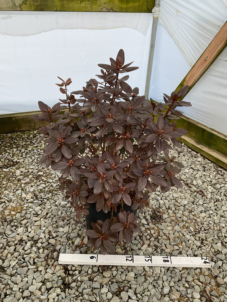 Rhododendron 'PJM Elite' — G3 15