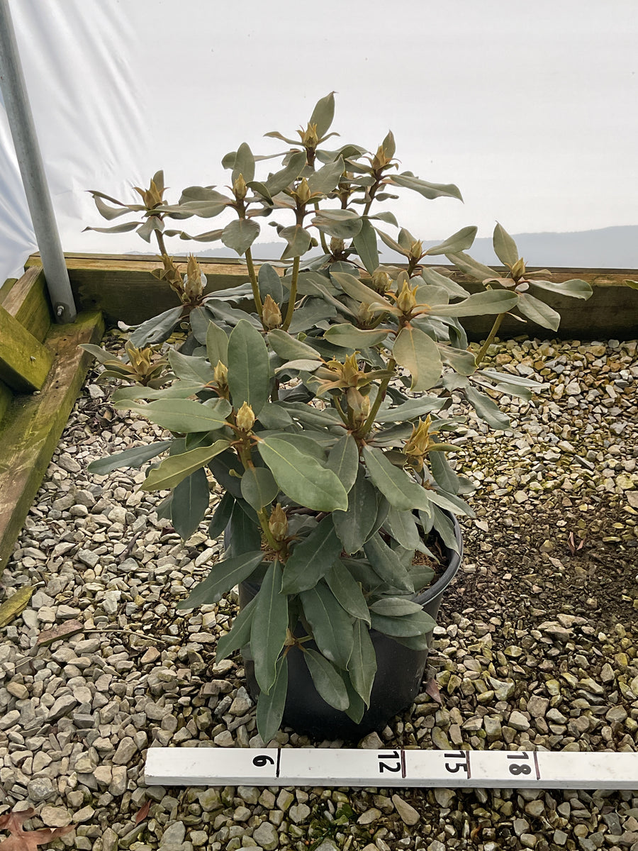 Rhododendron nova 'Nova Zembla' — G3 15