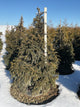 Taxus cuspidata 'Captain'