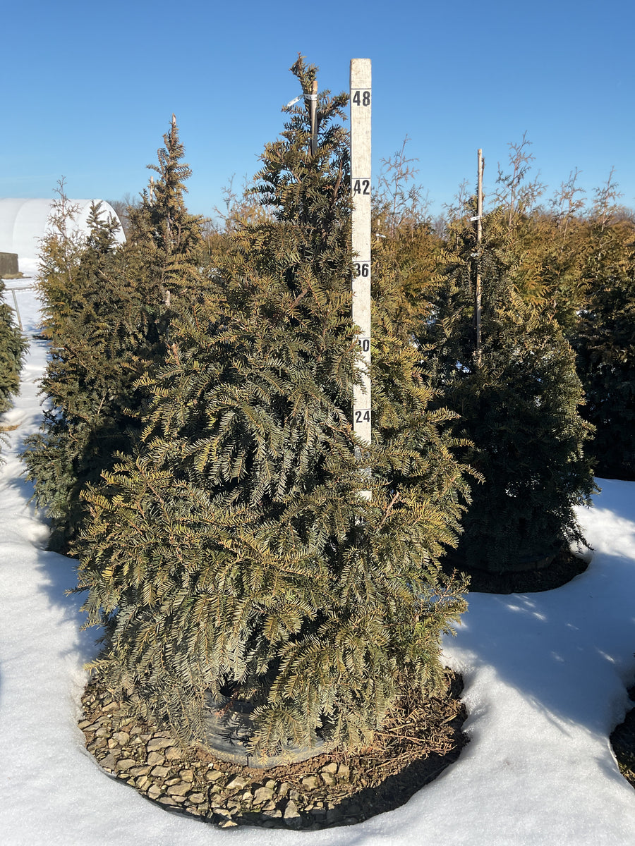 Taxus cuspidata 'Captain'