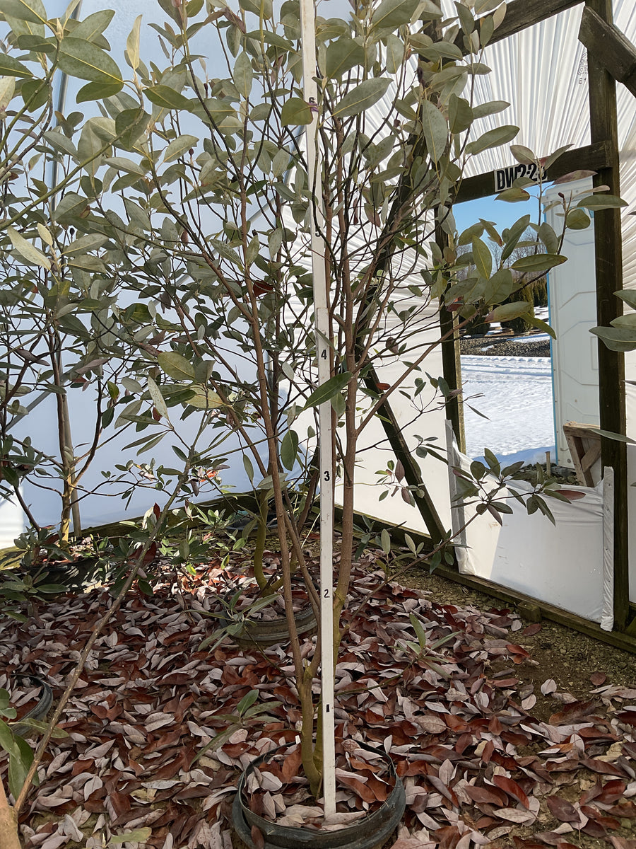Magnolia virginiana 'Jim Wilson' — G15 84