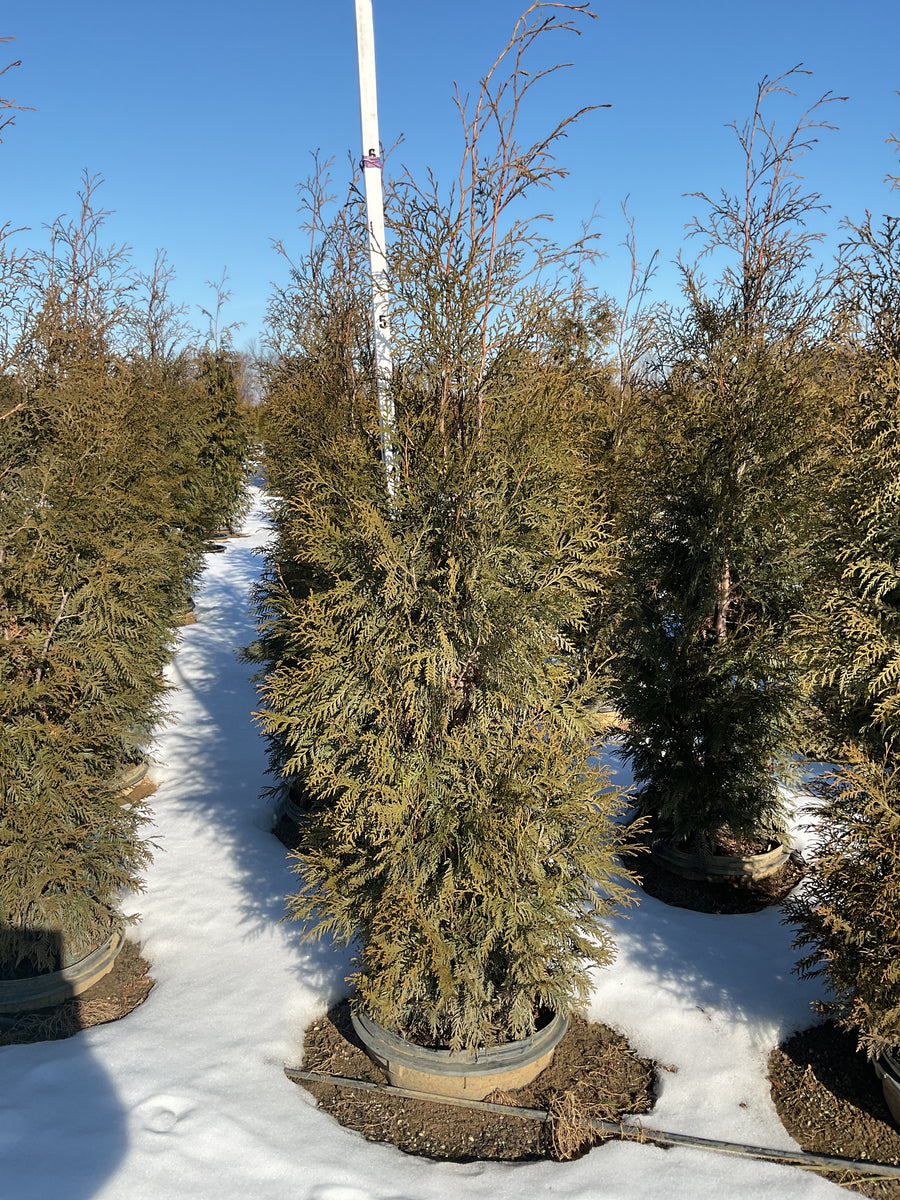 Thuja occidentalis 'American Pillar' — G15 72