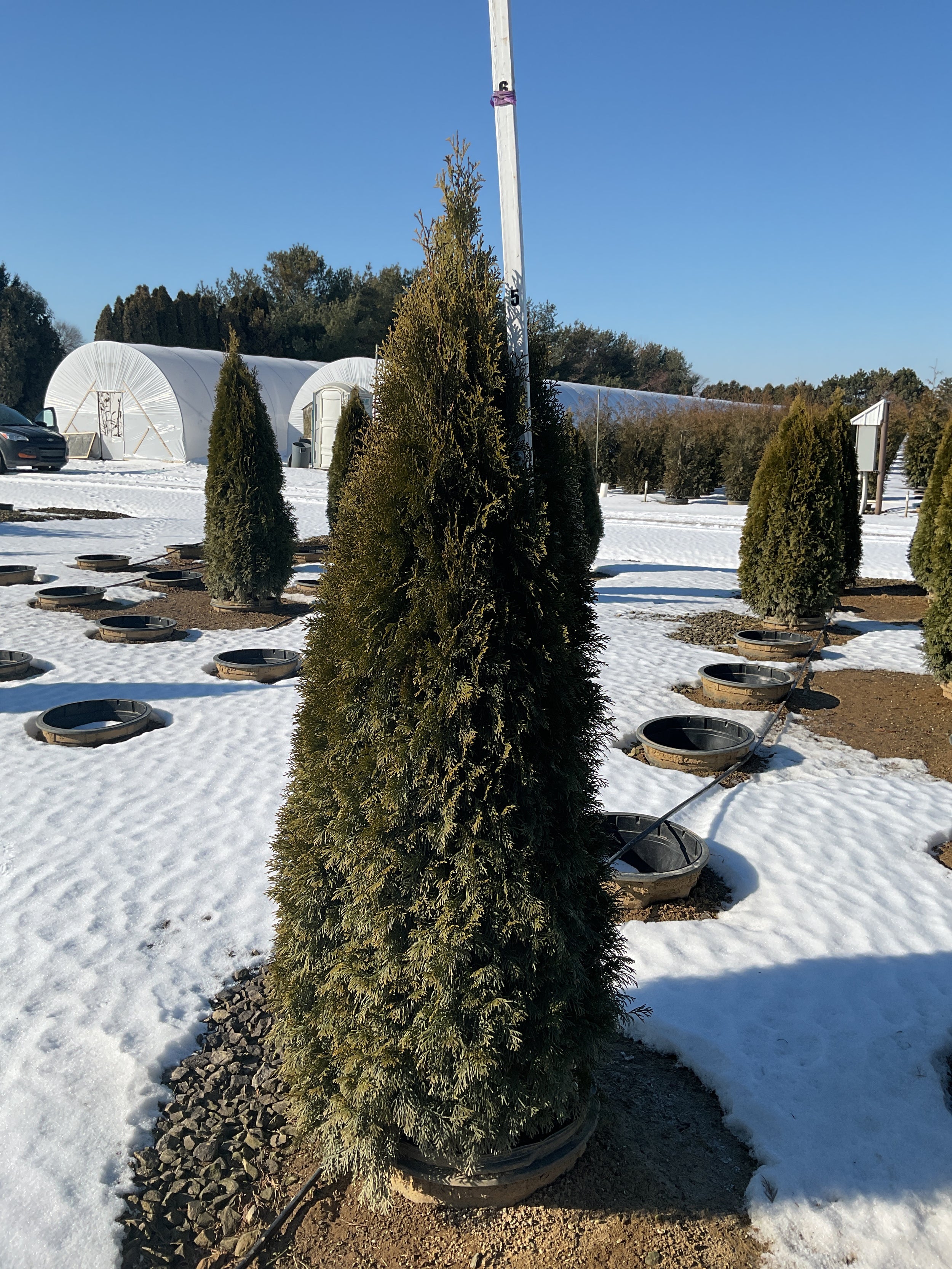 Thuja occidentalis 'Smaragd'