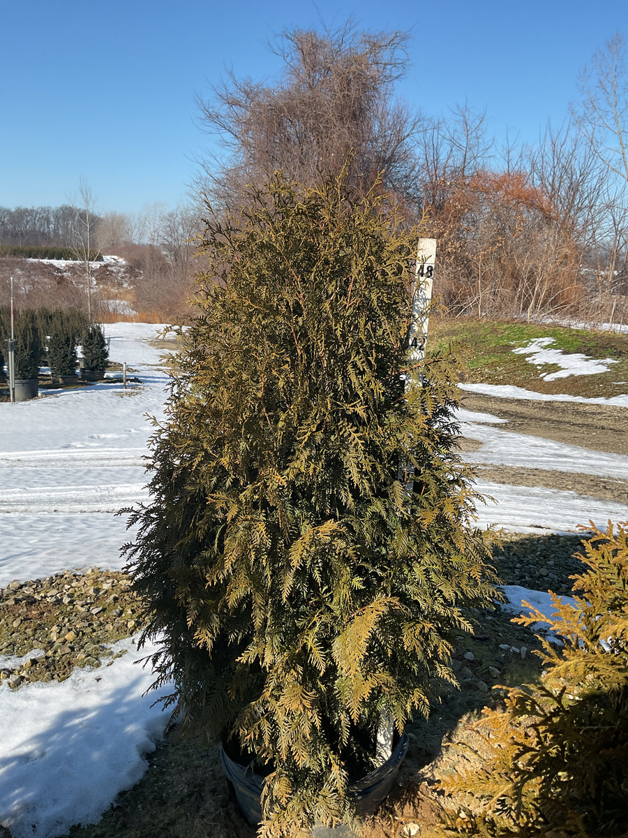 Thuja occidentalis 'Nigra' — G15 48