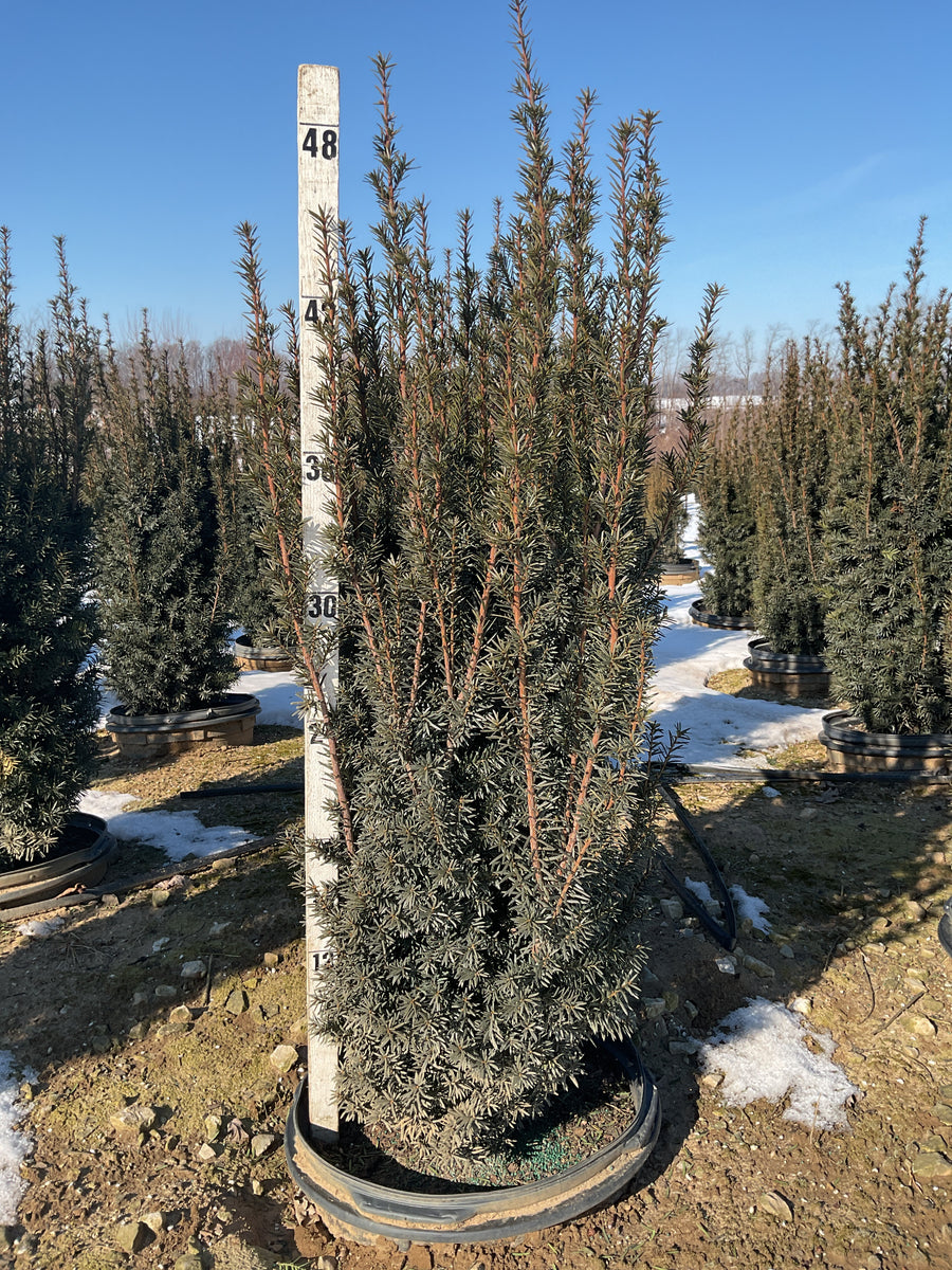 Taxus x media 'Hicksii' — G15 36-42
