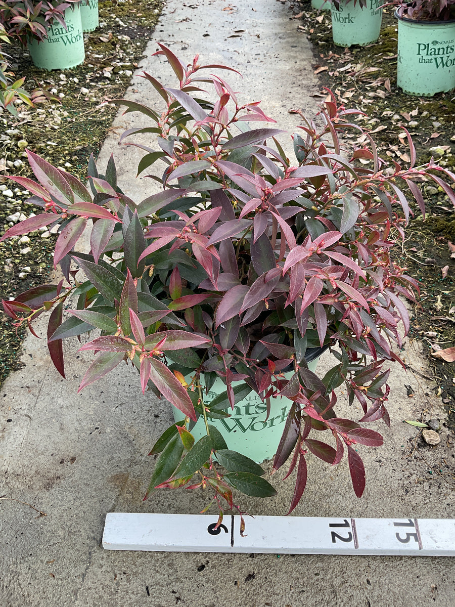 Leucothoe rejoyce — G2 PTW 12