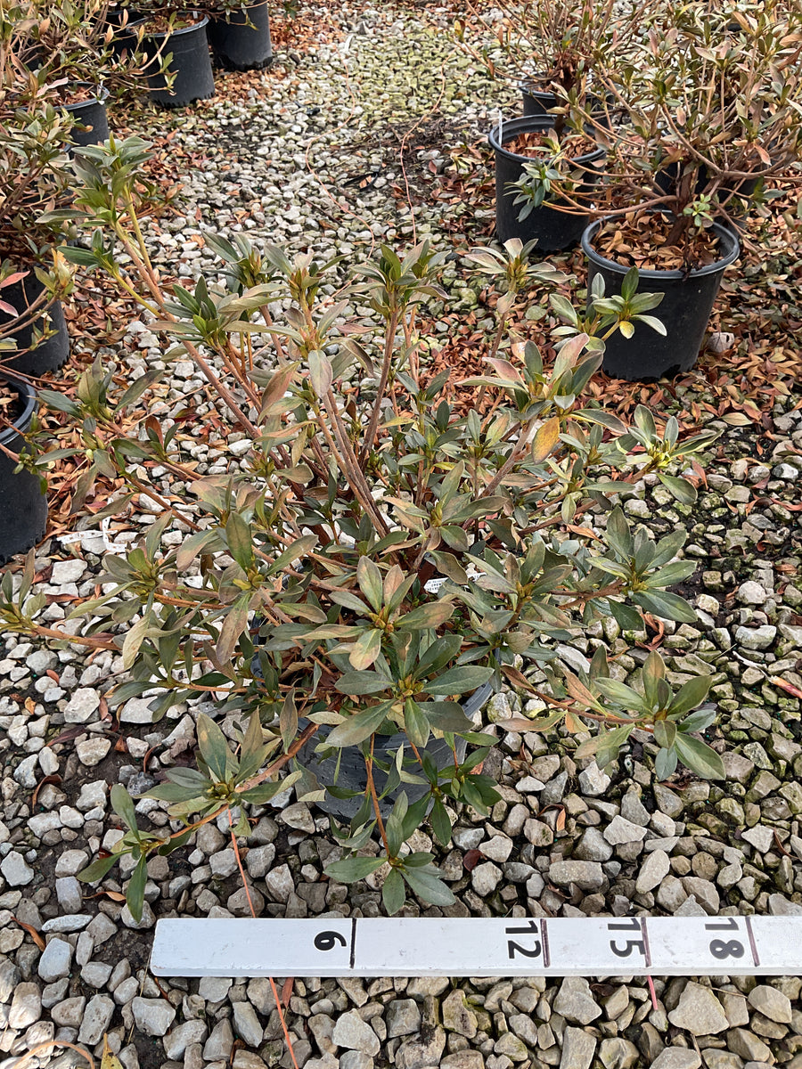 Azalea x 'Herbert' — 19CM